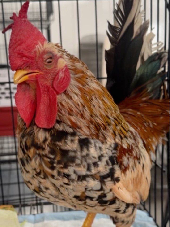 Galo, paciente da Bem Animal Clínica Veterinária
