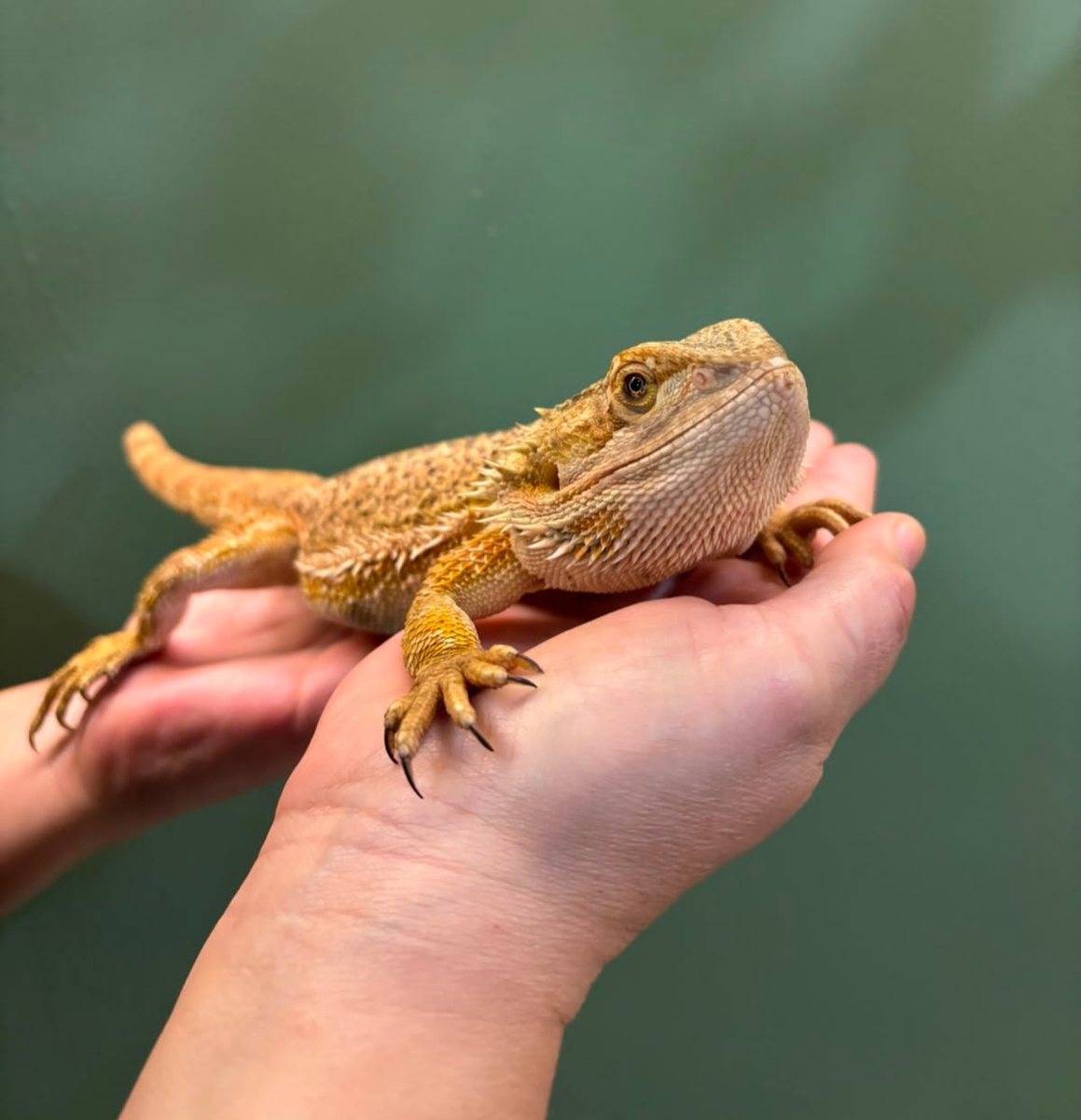 Dragão-barbudo nas mãos do veterinário, paciente da Bem Animal Clínica Veterinária