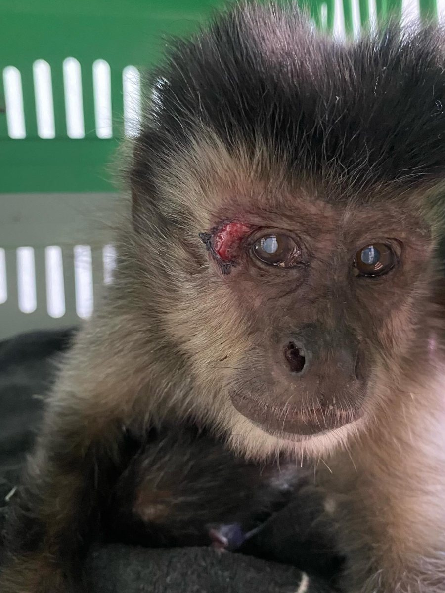 Macaco-prego, paciente da Bem Animal Clínica Veterinária