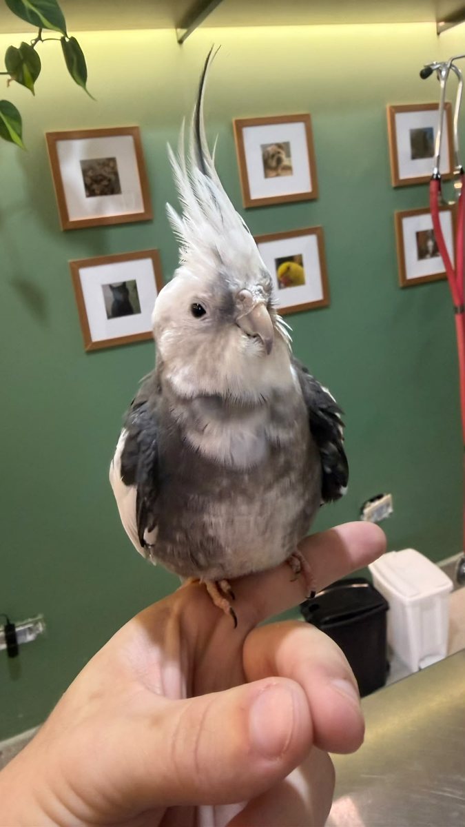 Calopsita, paciente da Bem Animal Clínica Veterinária