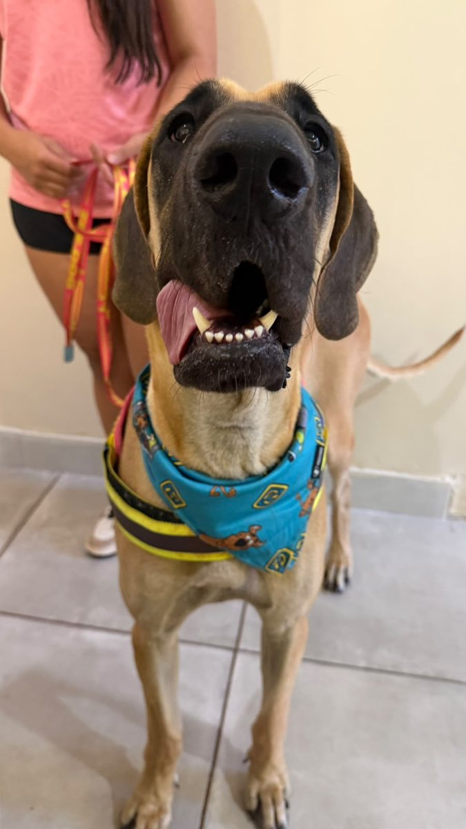 Cão de grande porte, paciente da Bem Animal Clínica Veterinária