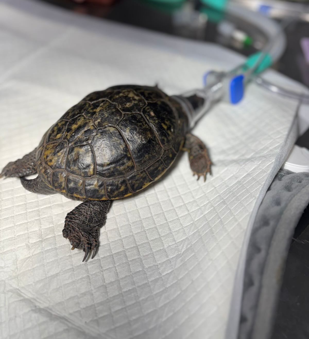 Cirurgia em jabuti na Bem Animal Clínica Veterinária