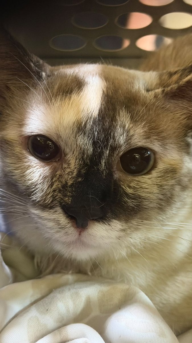 Gata, paciente da Bem Animal Clínica Veterinária