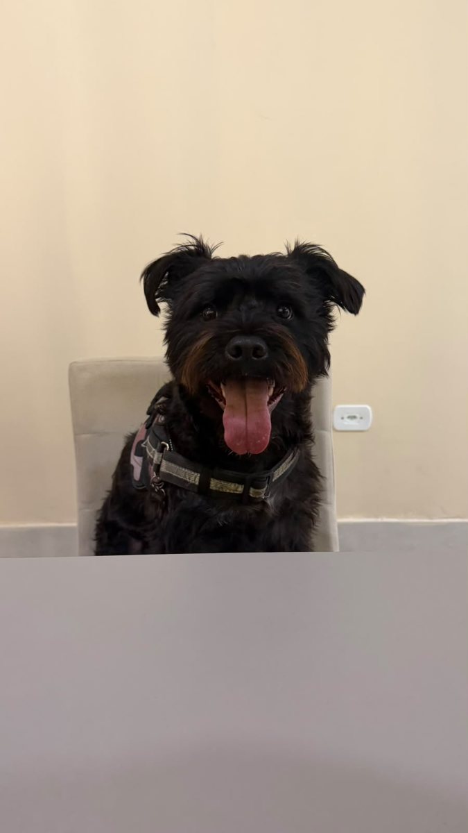 Schnauzer, paciente da Bem Animal Clínica Veterinária