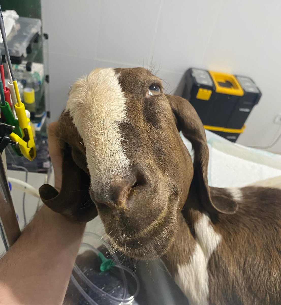 Cabra, paciente da Bem Animal Clínica Veterinária