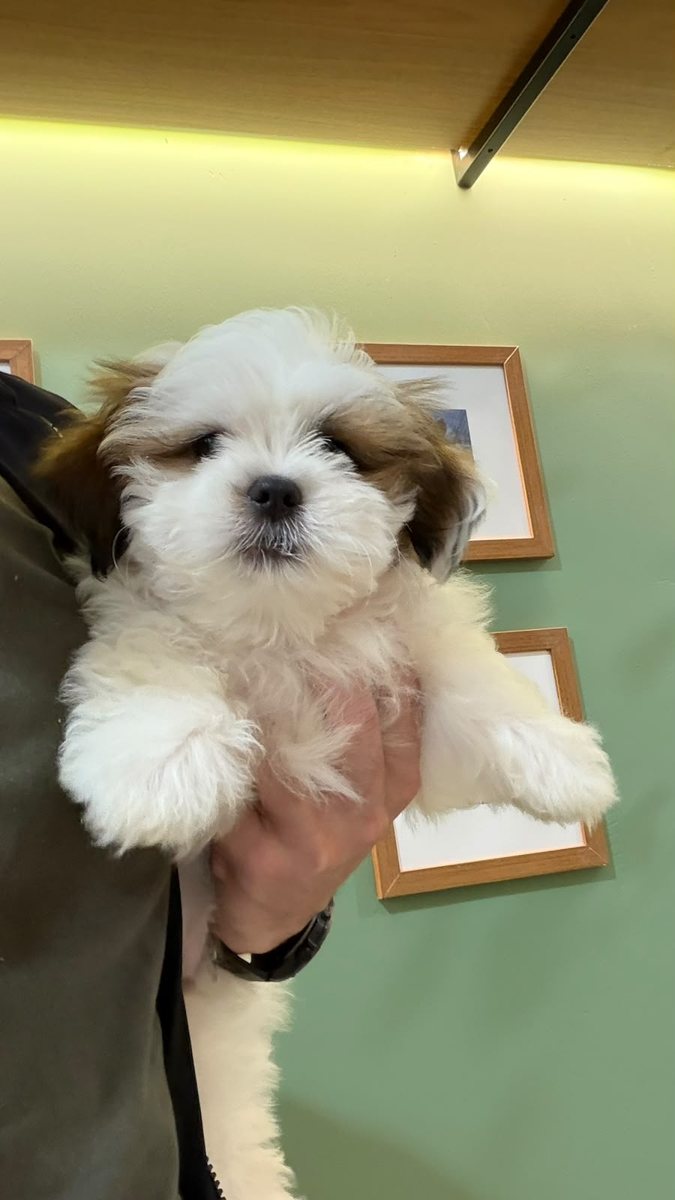 Shih tzu filhote, paciente da Bem Animal Clínica Veterinária