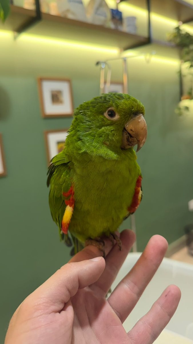Papagaio, paciente da Bem Animal Clínica Veterinária