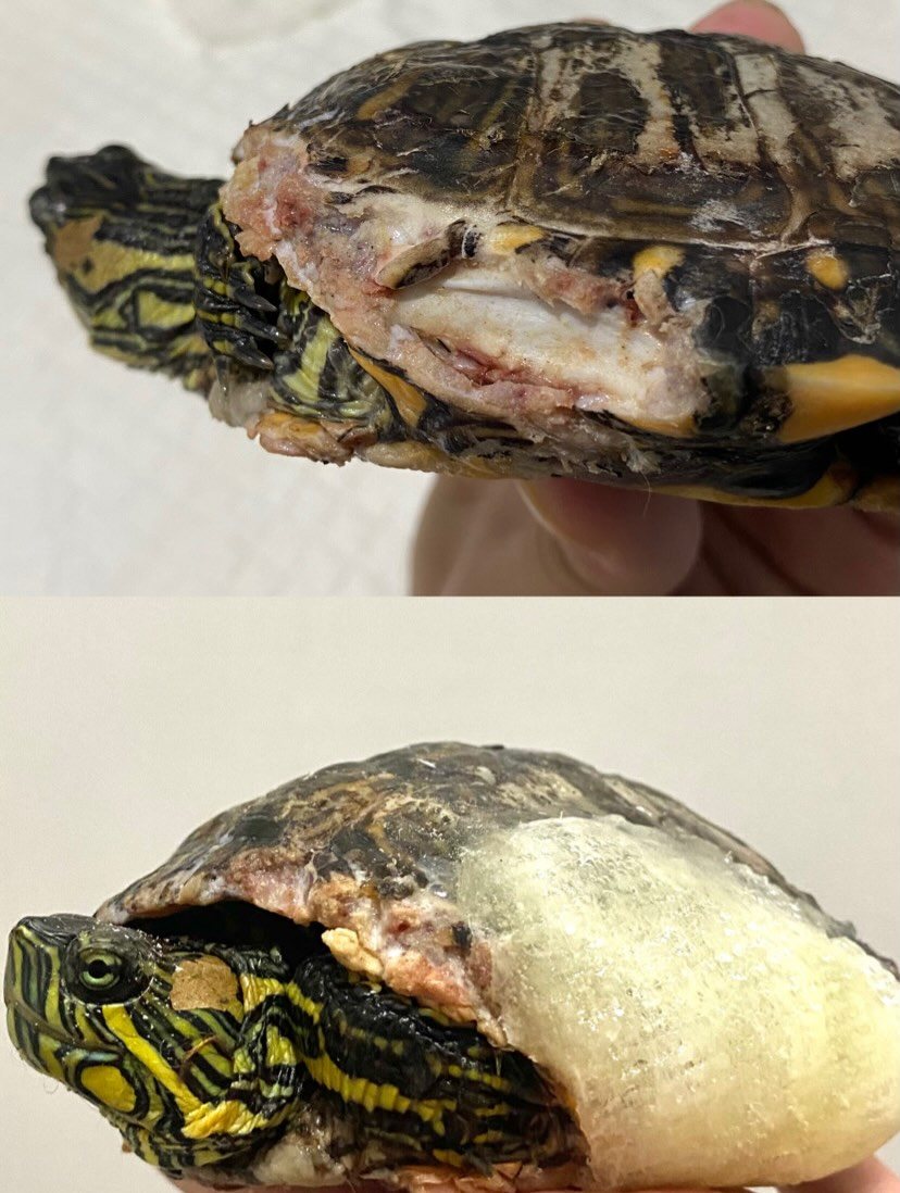 Casco, antes e depois na Bem Animal Clínica Veterinária