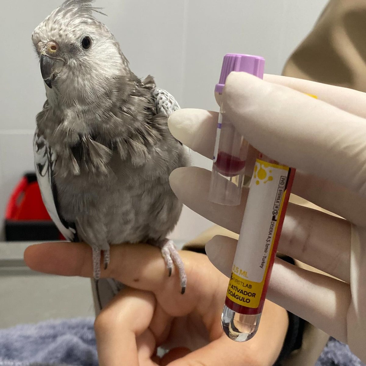 Coleta de sangue em calopsita na Bem Animal Clínica Veterinária