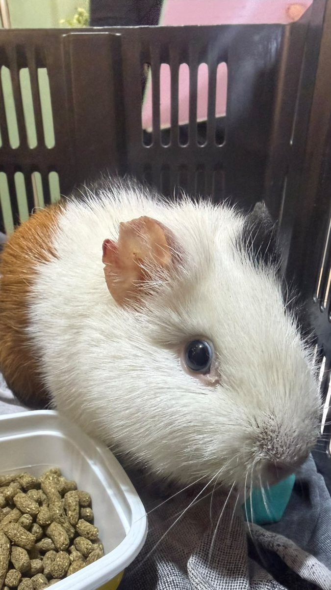 Porquinho-da-índia, paciente da Bem Animal Clínica Veterinária