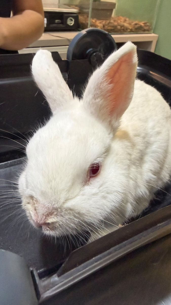 Coelho, paciente da Bem Animal Clínica Veterinária