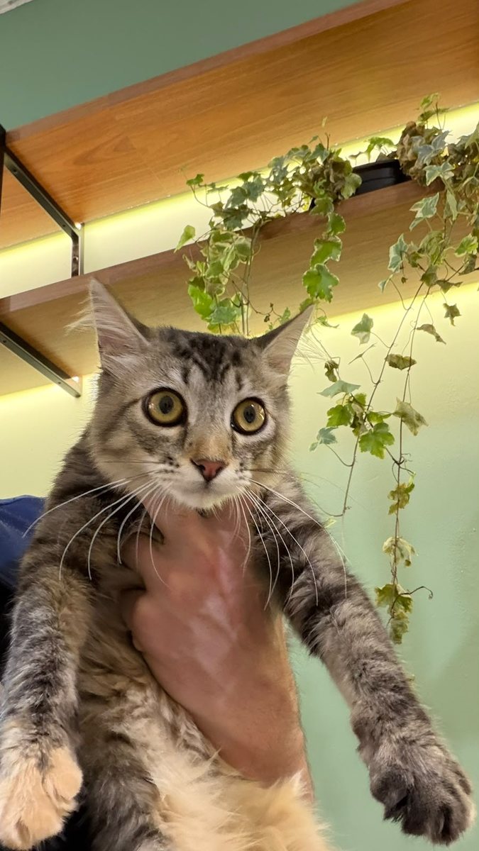 Gato em consulta, paciente da Bem Animal Clínica Veterinária