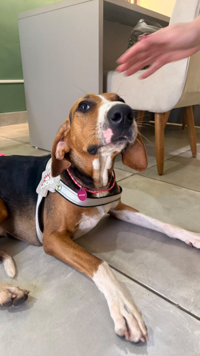 Cão, paciente da Bem Animal Clínica Veterinária