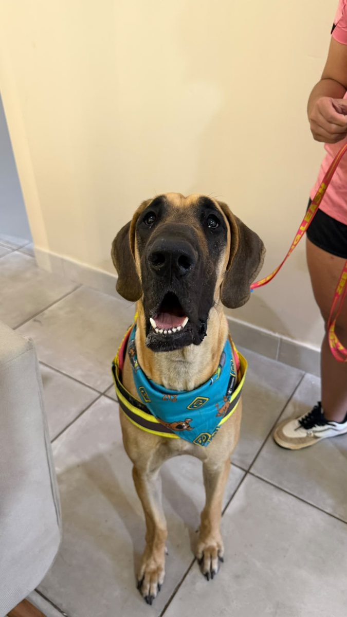 Cão de grande porte, paciente da Bem Animal Clínica Veterinária
