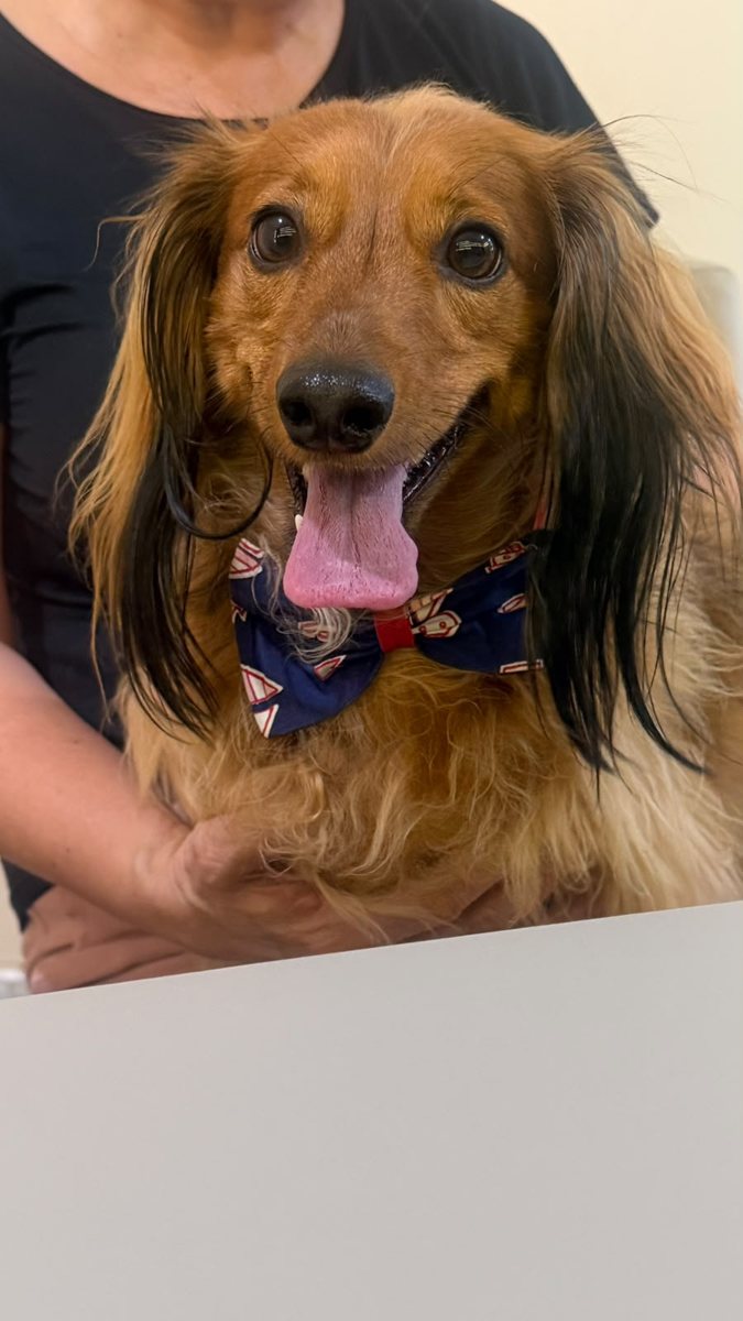 Dachshund, paciente da Bem Animal Clínica Veterinária