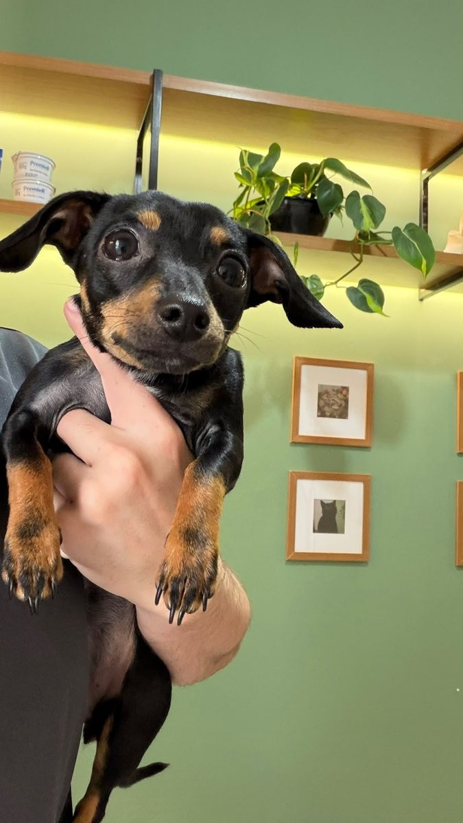 Pinscher, paciente da Bem Animal Clínica Veterinária
