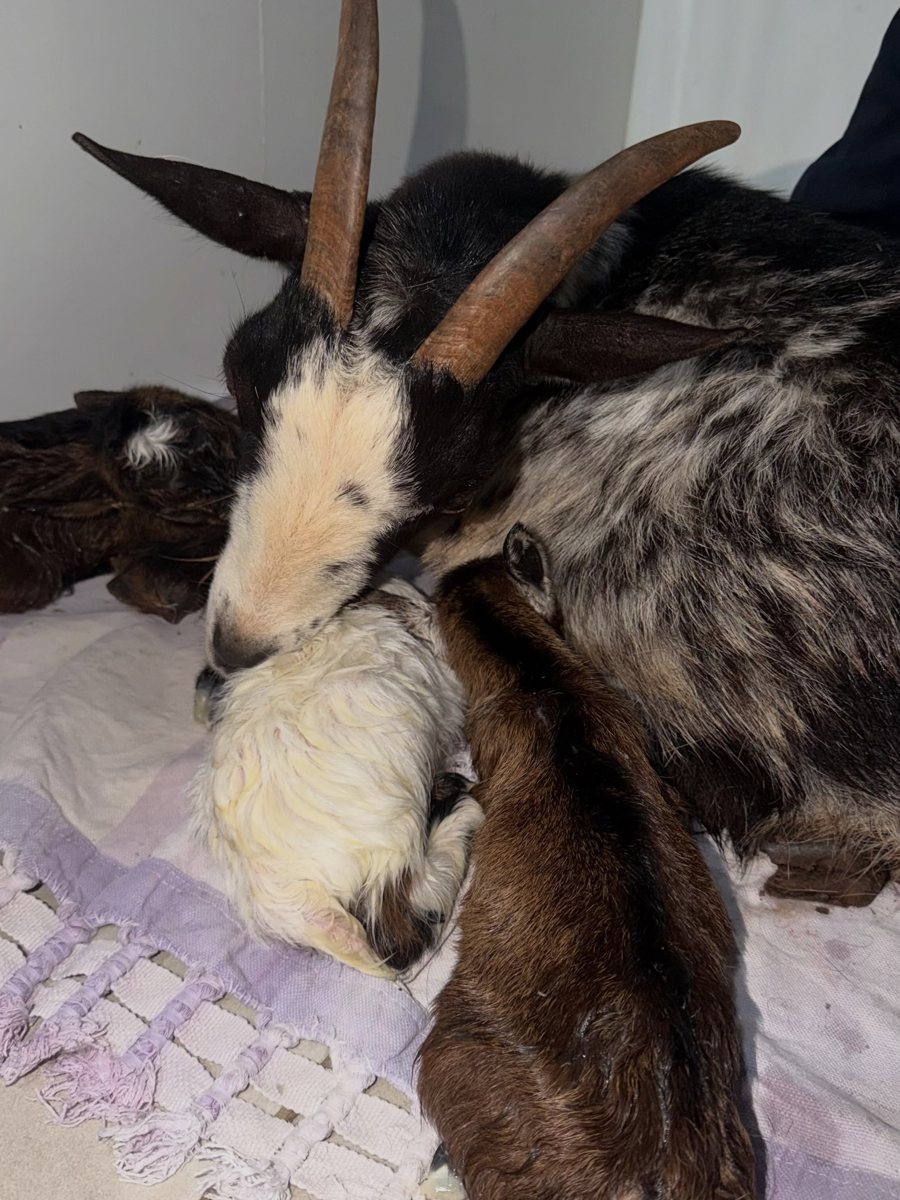Cabra, paciente da Bem Animal Clínica Veterinária