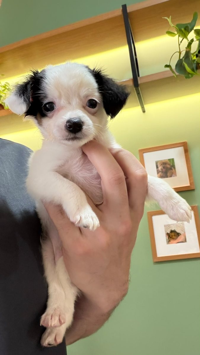Filhote, paciente da Bem Animal Clínica Veterinária
