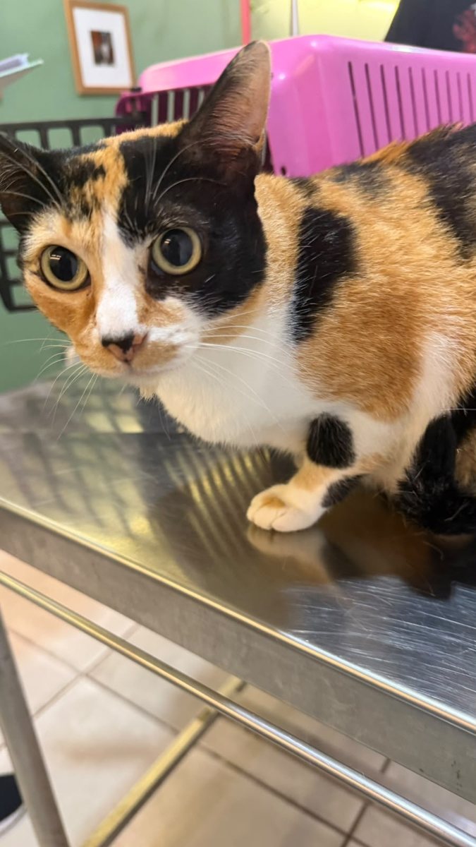 Gata, paciente da Bem Animal Clínica Veterinária