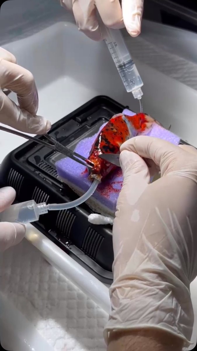 Cirurgia em carpa na Bem Animal Clínica Veterinária
